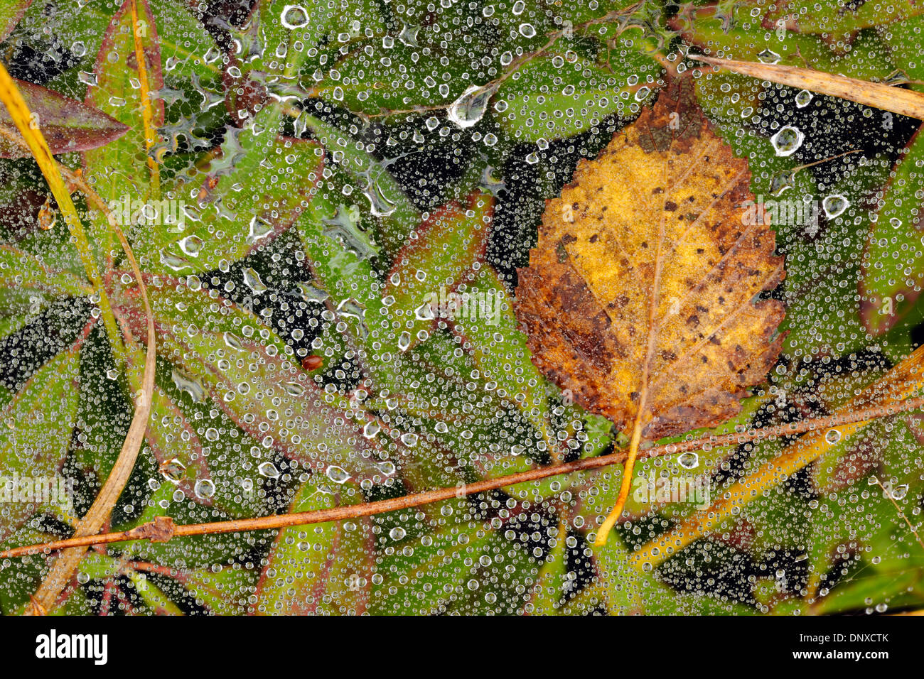 Erba la ragnatela con gocce di pioggia, maggiore Sudbury, Ontario, Canada Foto Stock