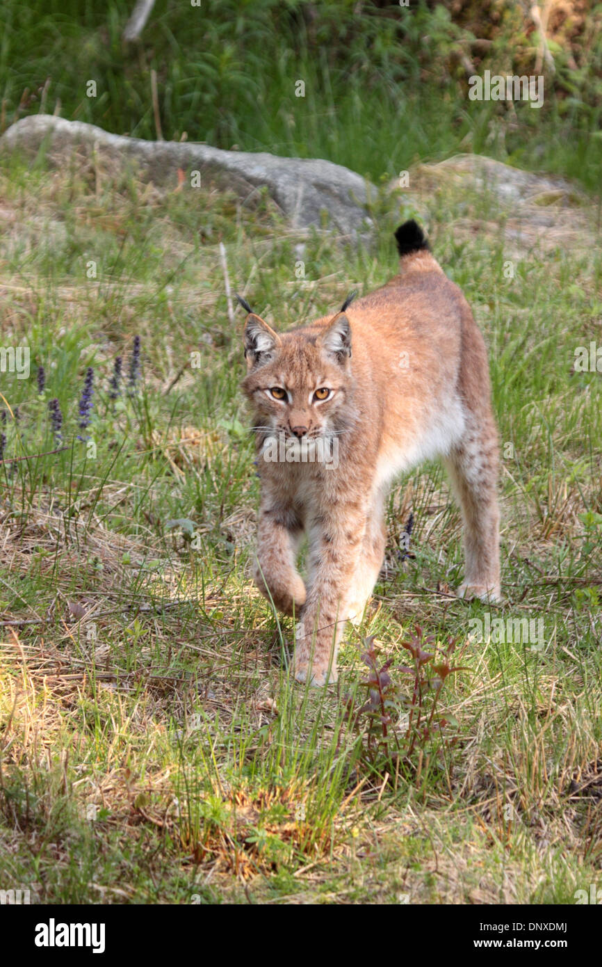 Lince eurasiatica Foto Stock