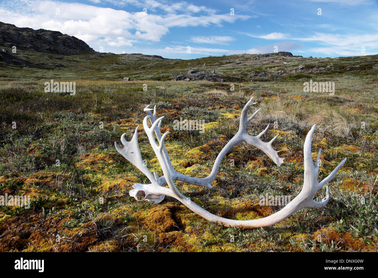 - Di renne - caribou cranio e corna sulla tundra Foto Stock