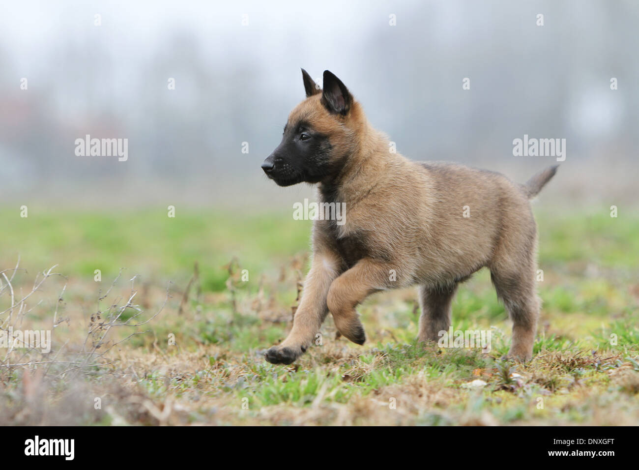Cane pastore belga Malinois / cucciolo in esecuzione in un campo Foto Stock