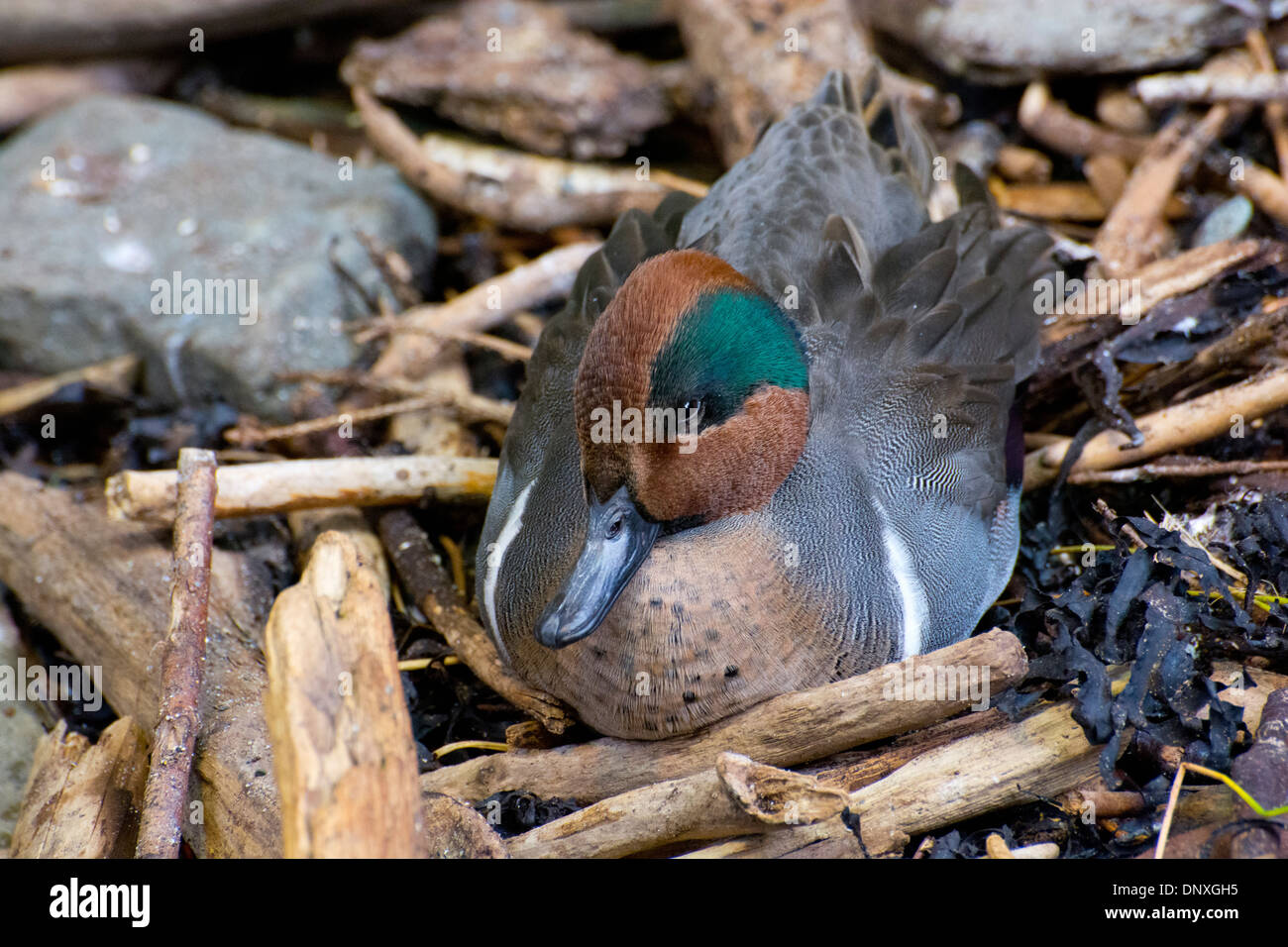 Un verde-winged Teal. Foto Stock