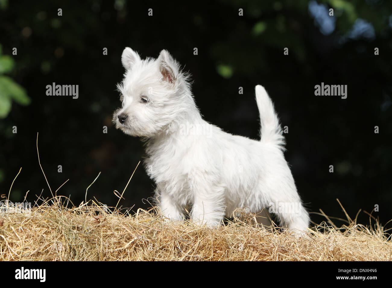 Cane West Highland White Terrier / Westie cucciolo permanente sulla paglia Foto Stock