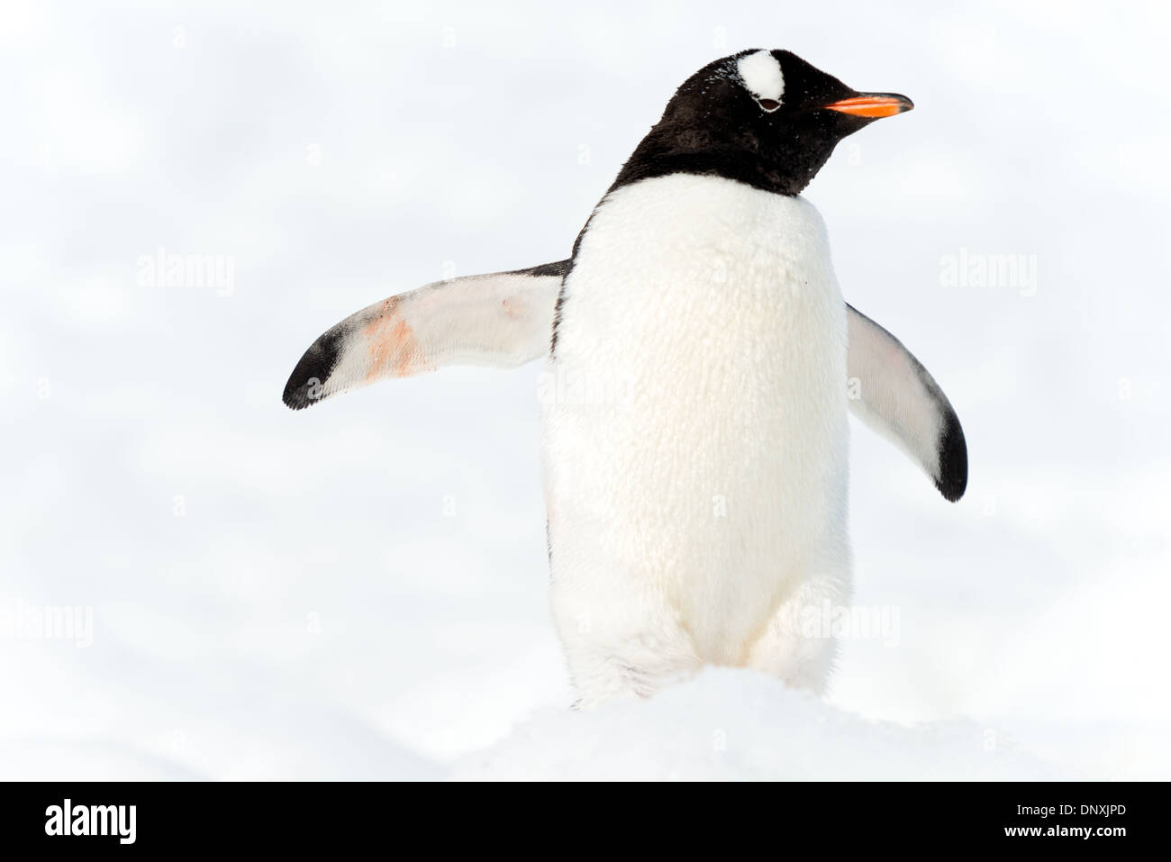 Gentoo Penguin Neko Harbour Antartide // NEKO HARBOR, Antartide — Un solitario pinguino di Gentoo (Pygoscelis papua) sorge sul paesaggio innevato del porto di Neko sulla penisola Antartica. Le distintive macchie bianche per gli occhi del pinguino e il becco rosso-arancione contrastano nettamente con la neve bianca incontaminata, esemplificando l'adattamento della specie a questo ambiente aspro e ghiacciato. Foto Stock