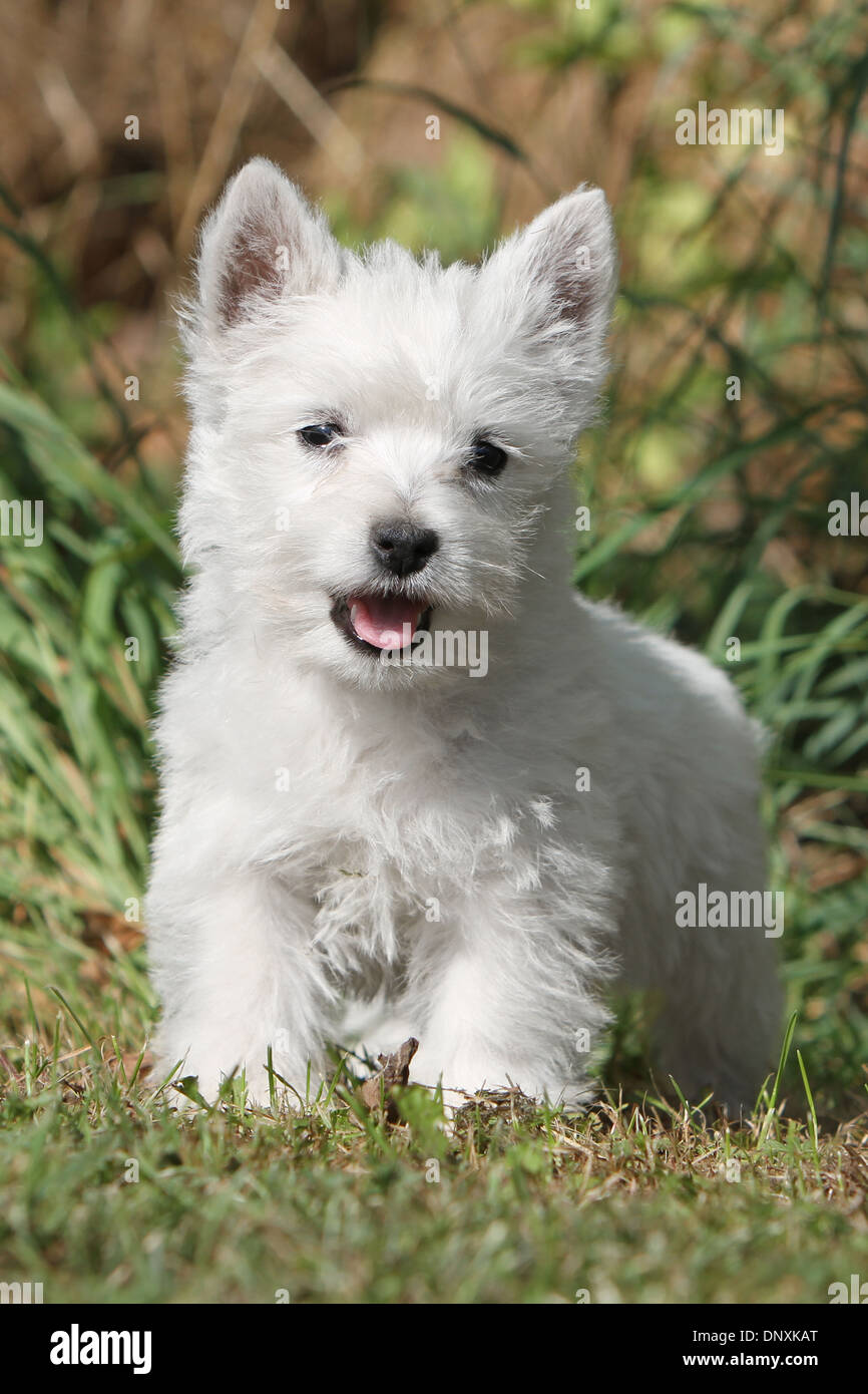 Cane West Highland White Terrier / Westie puppy in piedi in un prato Foto Stock
