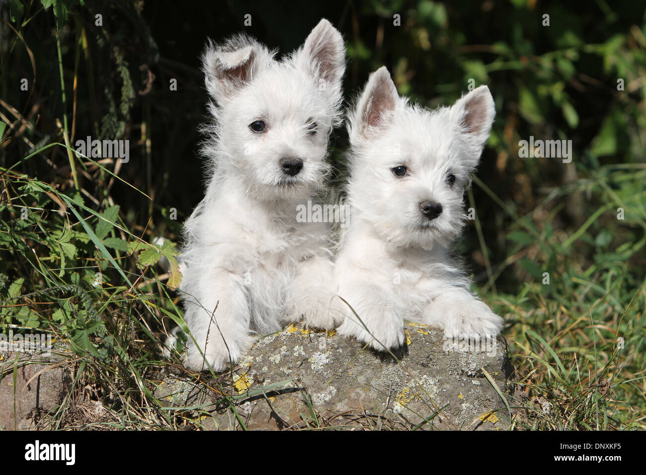 Cane West Highland White Terrier / Westie due cuccioli su una roccia Foto Stock