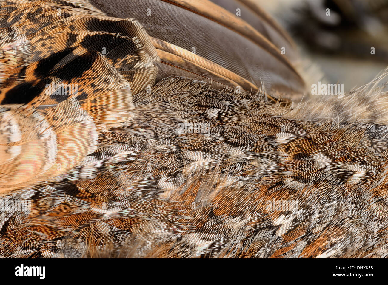 Ruffed grouse (Bonasa umbellus) Giù dettaglio in un campione di morti, maggiore Sudbury, Ontario, Canada Foto Stock