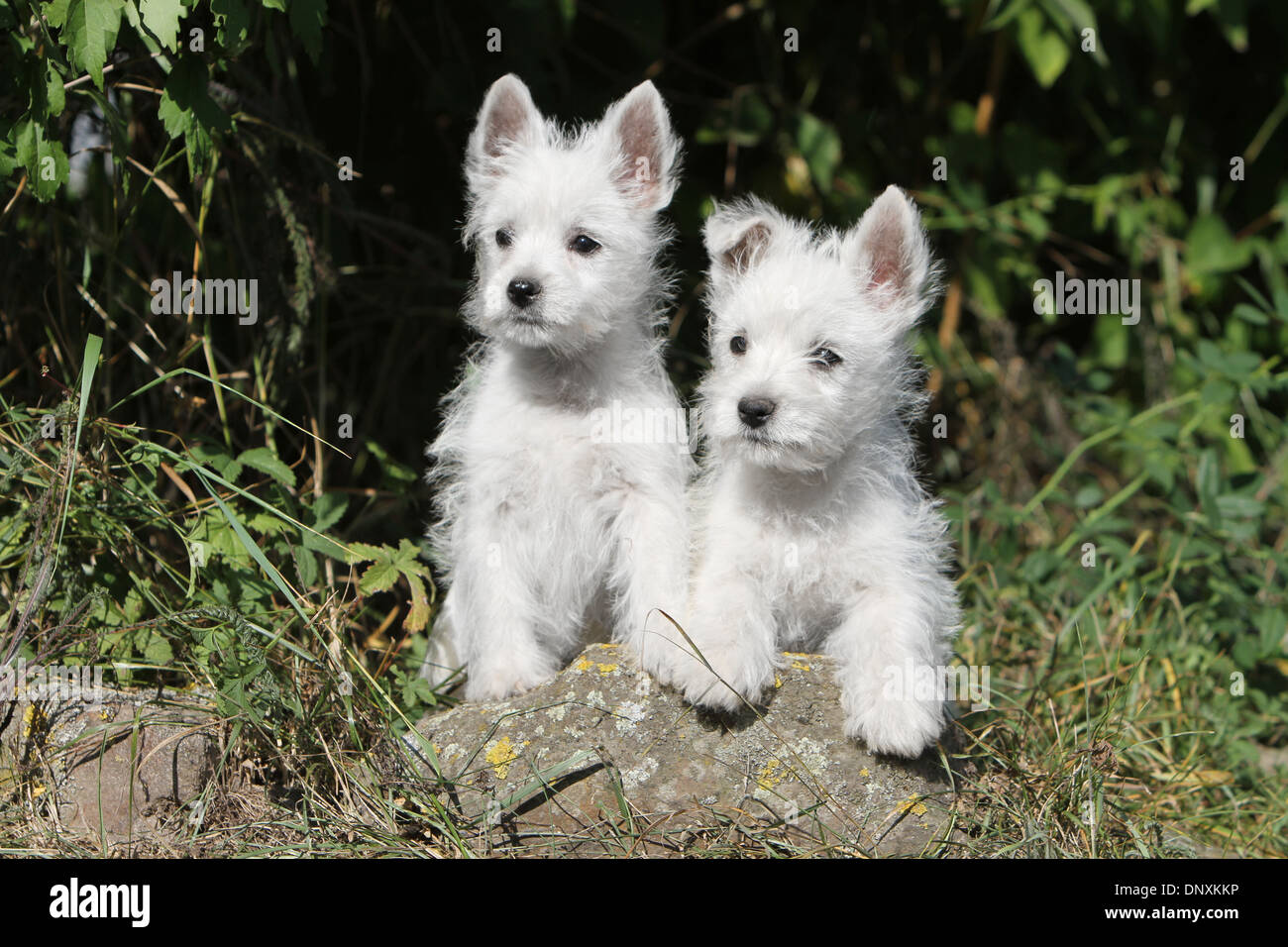 Cane West Highland White Terrier / Westie due cuccioli su una roccia Foto Stock