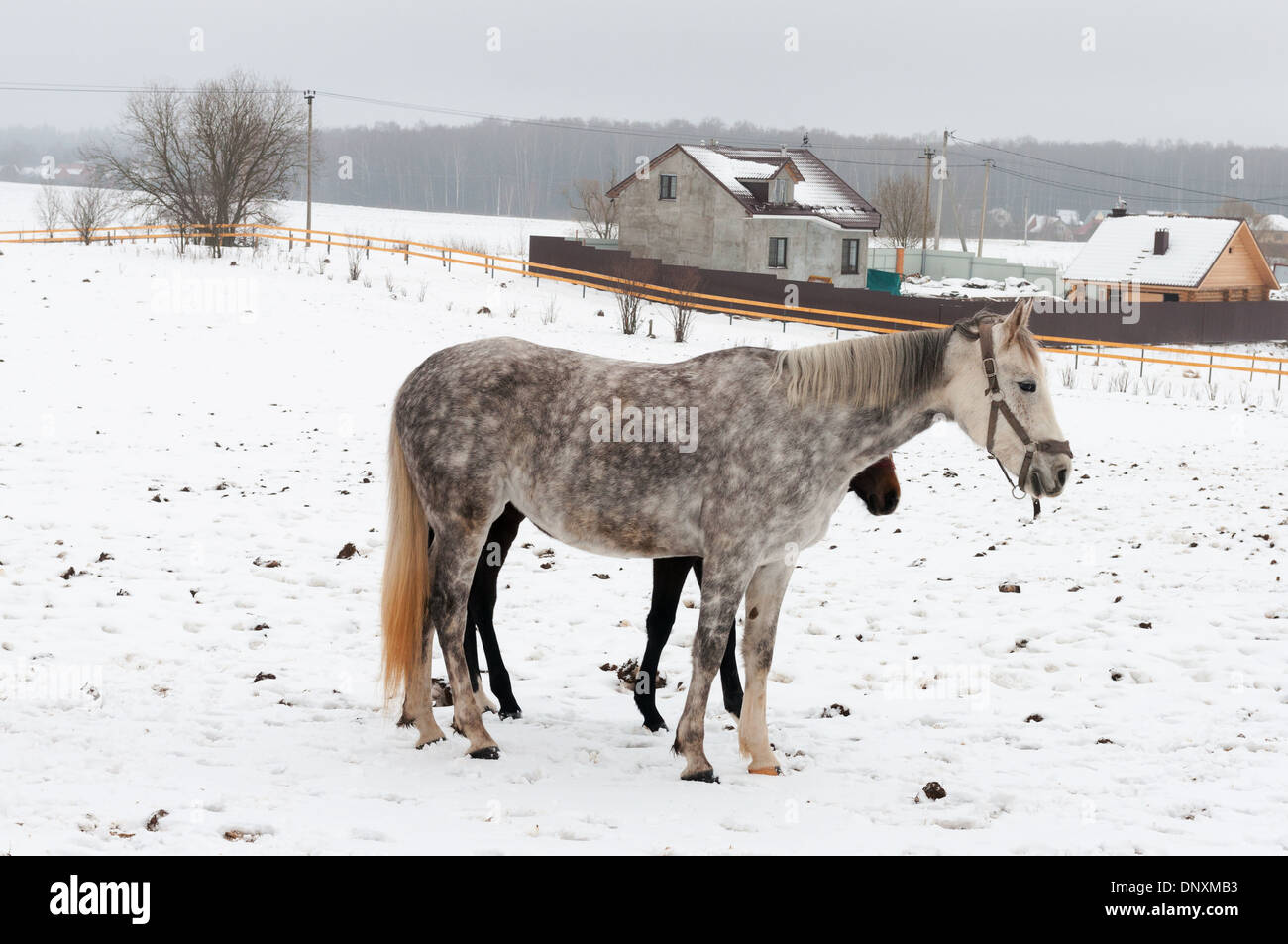 Due cavalli colline punteggiano-grigio scuro e in piedi sul villaggio nevoso Foto Stock