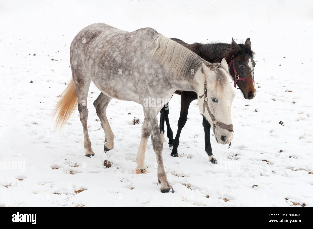 Due cavalli colline punteggiano-grigio scuro e passeggiate sulla neve Foto Stock