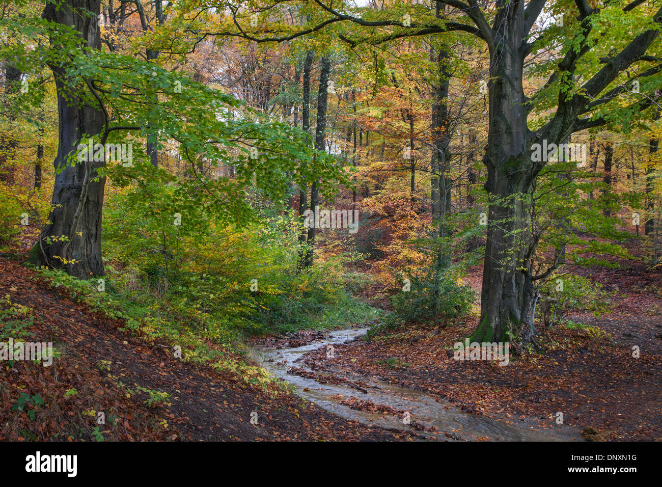 Il flusso Wayai in autunno foresta vicino Spa nelle Ardenne belghe, Belgio Foto Stock
