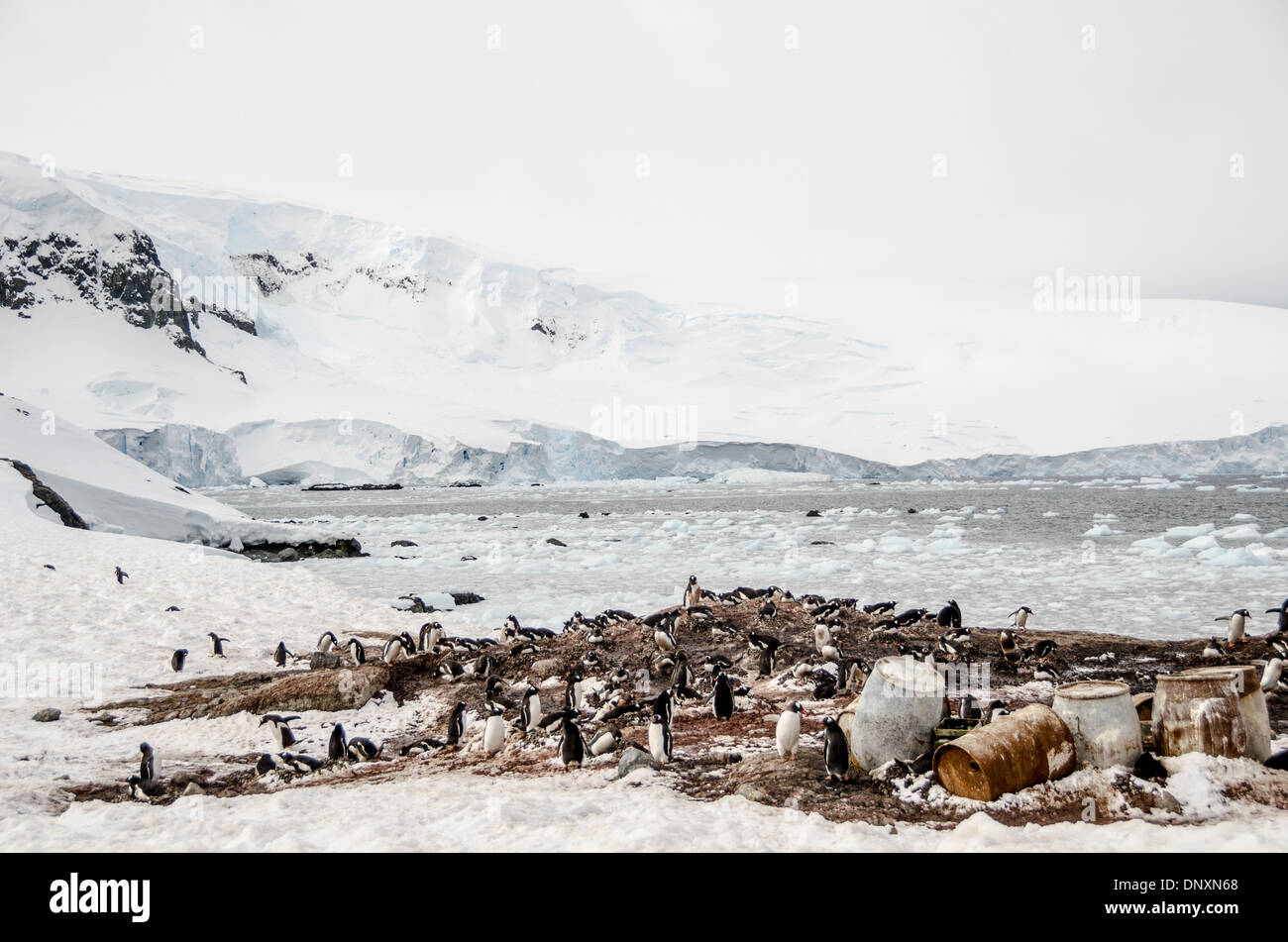 Antartide - nidificazione dei pinguini di Gentoo si radunano in lee di un argentino rifugio capanna a Mikkelsen Harbour sulla Trinità isola appena al di fuori della penisola antartica. Resti di vecchi giorni di caccia alle balene sono sparsi intorno al rifugio, tra cui vecchi barili e vecchia barca e un scheletro di balena. Foto Stock
