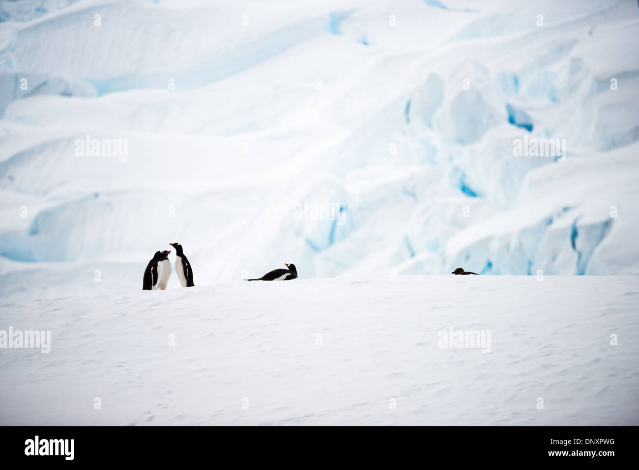 Pinguini di Gentoo che riposano Curtis Bay Antartide // CURTIS BAY, Antartide - cinque pinguini di Gentoo (Pygoscelis papua) riposano sul ghiaccio sulla riva della baia di Curtis sulla penisola Antartica. Questo piccolo gruppo dimostra la natura sociale di questi pinguini e il loro adattamento all'ambiente gelido costiero dell'Antartide. Foto Stock