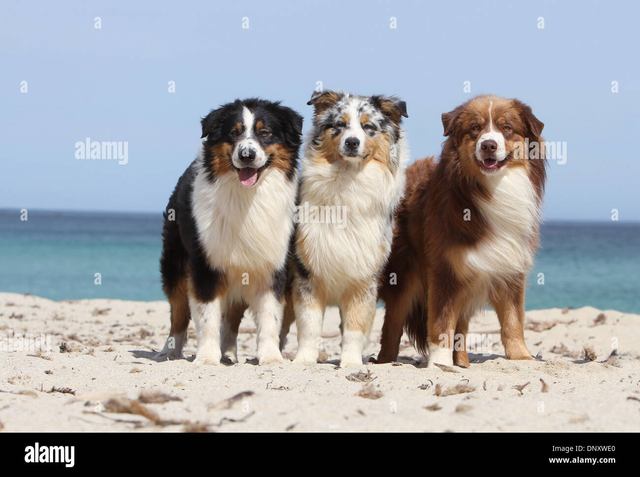 Cane pastore australiano / Aussie tre adulti (diversi colori) permanente sulla spiaggia Foto Stock