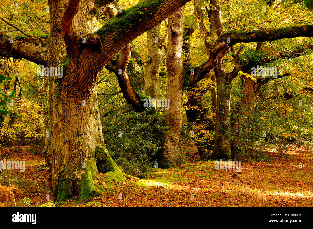 Slepe Copse Dorset bosco di legno Foto Stock