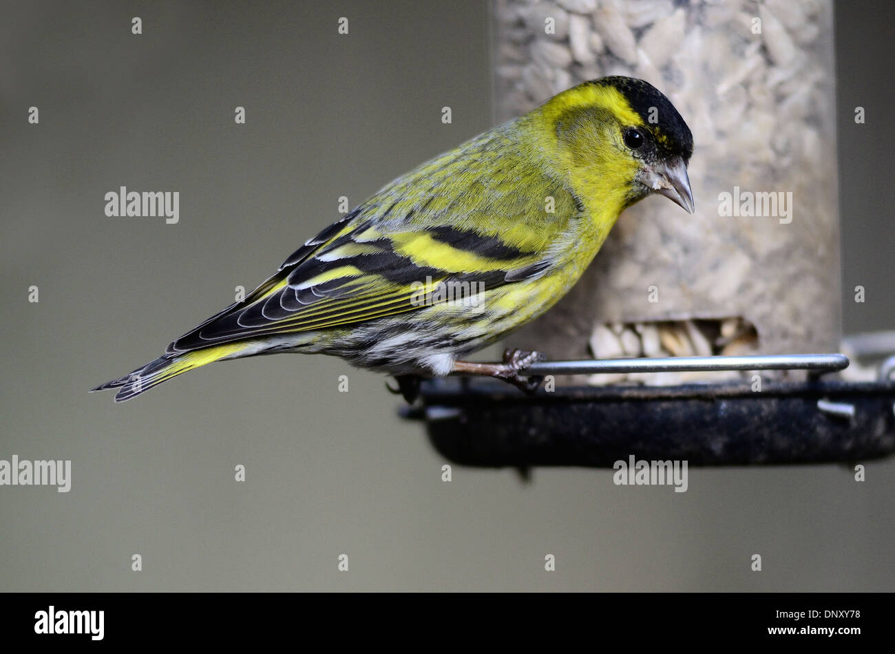 Lucherino maschio su alimentatore di sementi Foto Stock