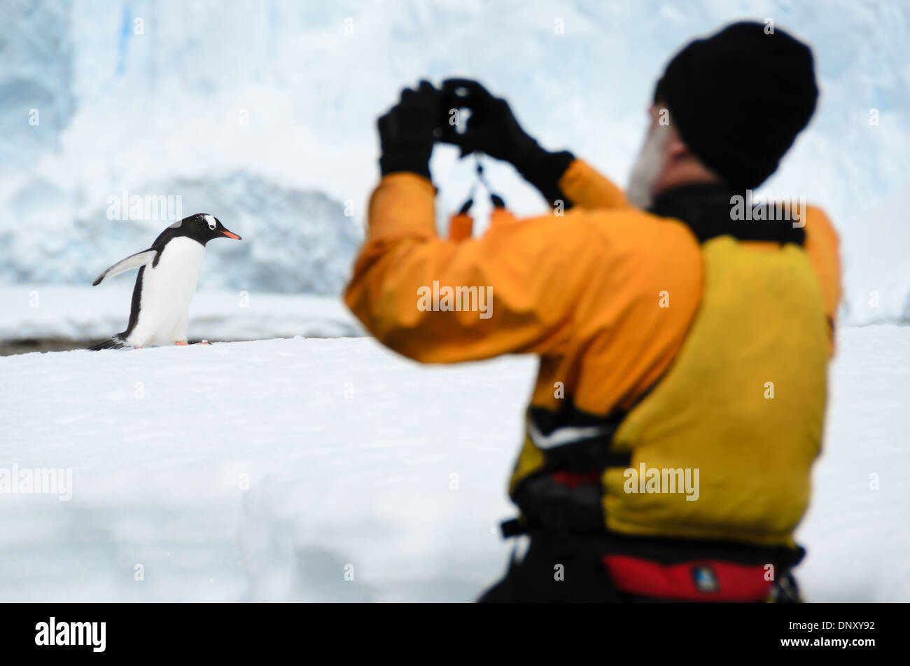 Antartide - un uomo prende la foto di un pinguino Gentoo camminando sulla riva de Cuverville Island sul lato occidentale della penisola antartica. I pinguini Gentoo sono uno dei più numerosi tipi di pinguino in questa regione. Foto Stock