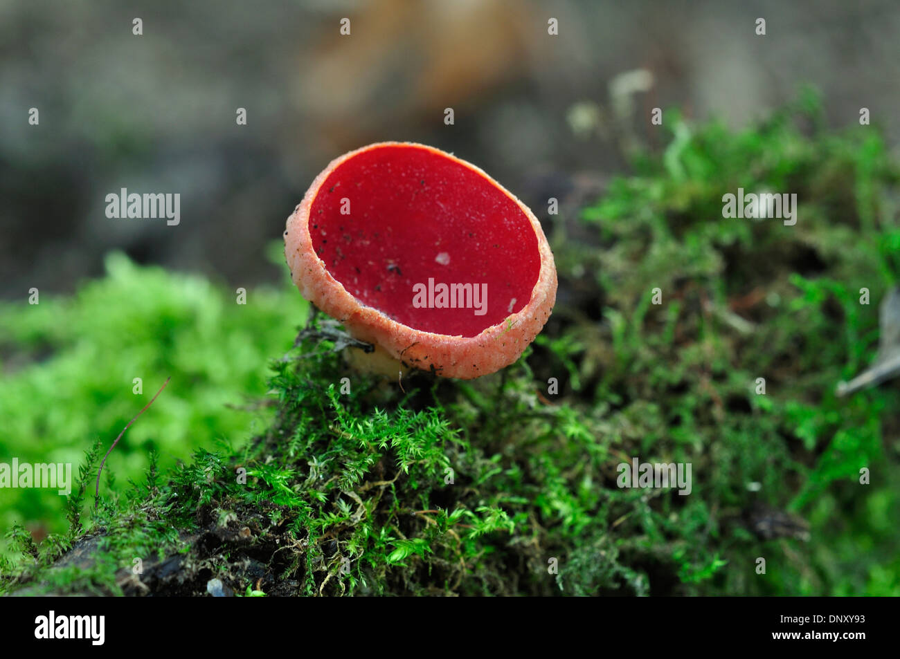 Scarlet elf cup funghi fungo sarcoscypha coccinea Foto Stock