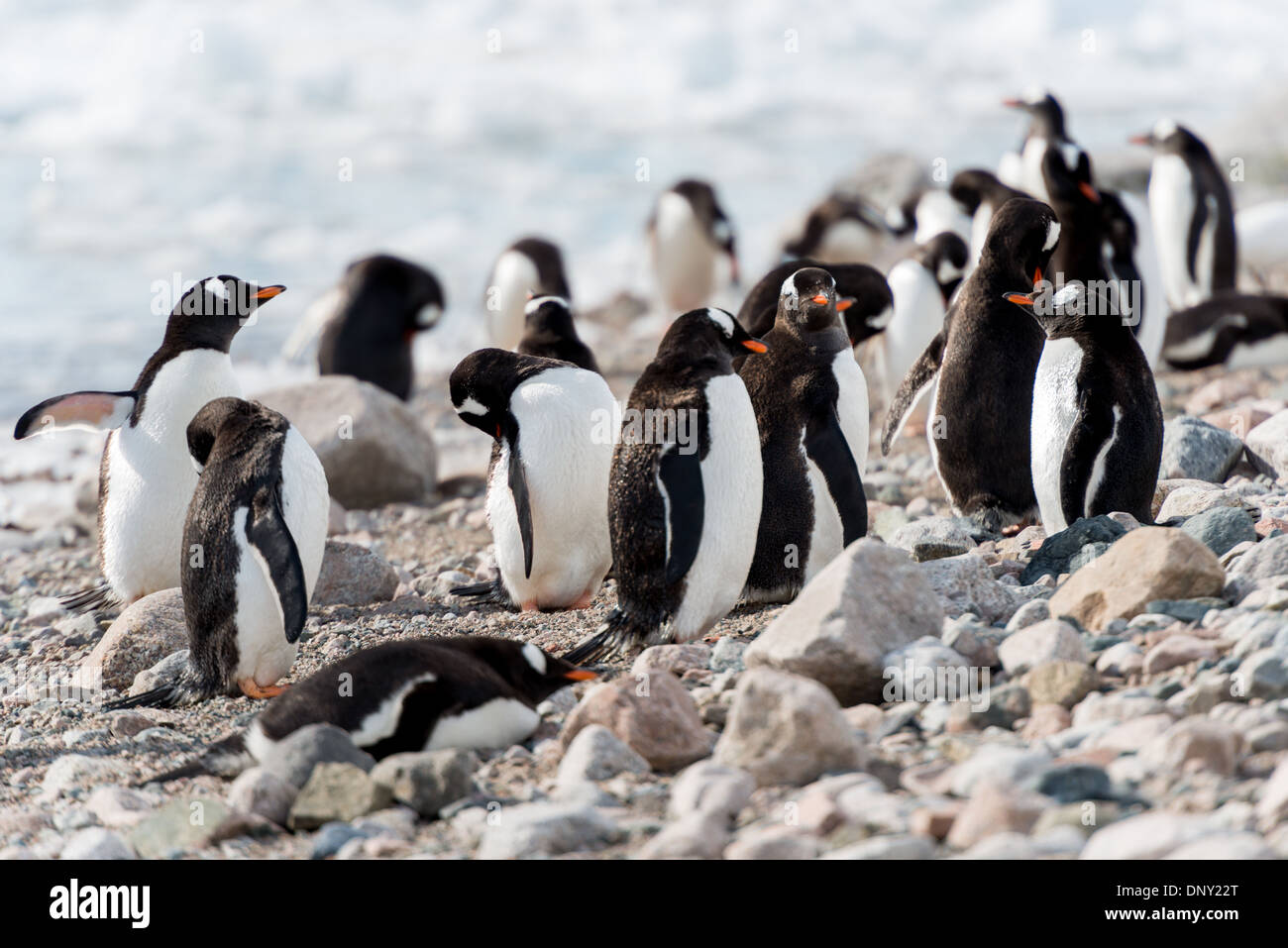 Antartide - pinguini di Gentoo sul litorale a Neko Harbour sulla penisola antartica. Foto Stock