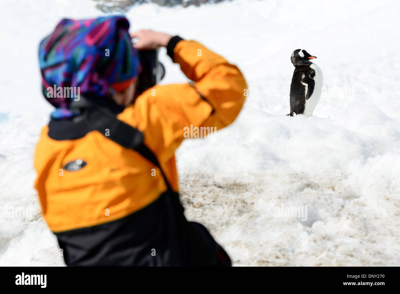 Antartide - un pinguino Gentoo (Pygoscelis papua) appare a posare per un fotografo sul litorale a Neko Harbour sulla penisola antartica. Foto Stock