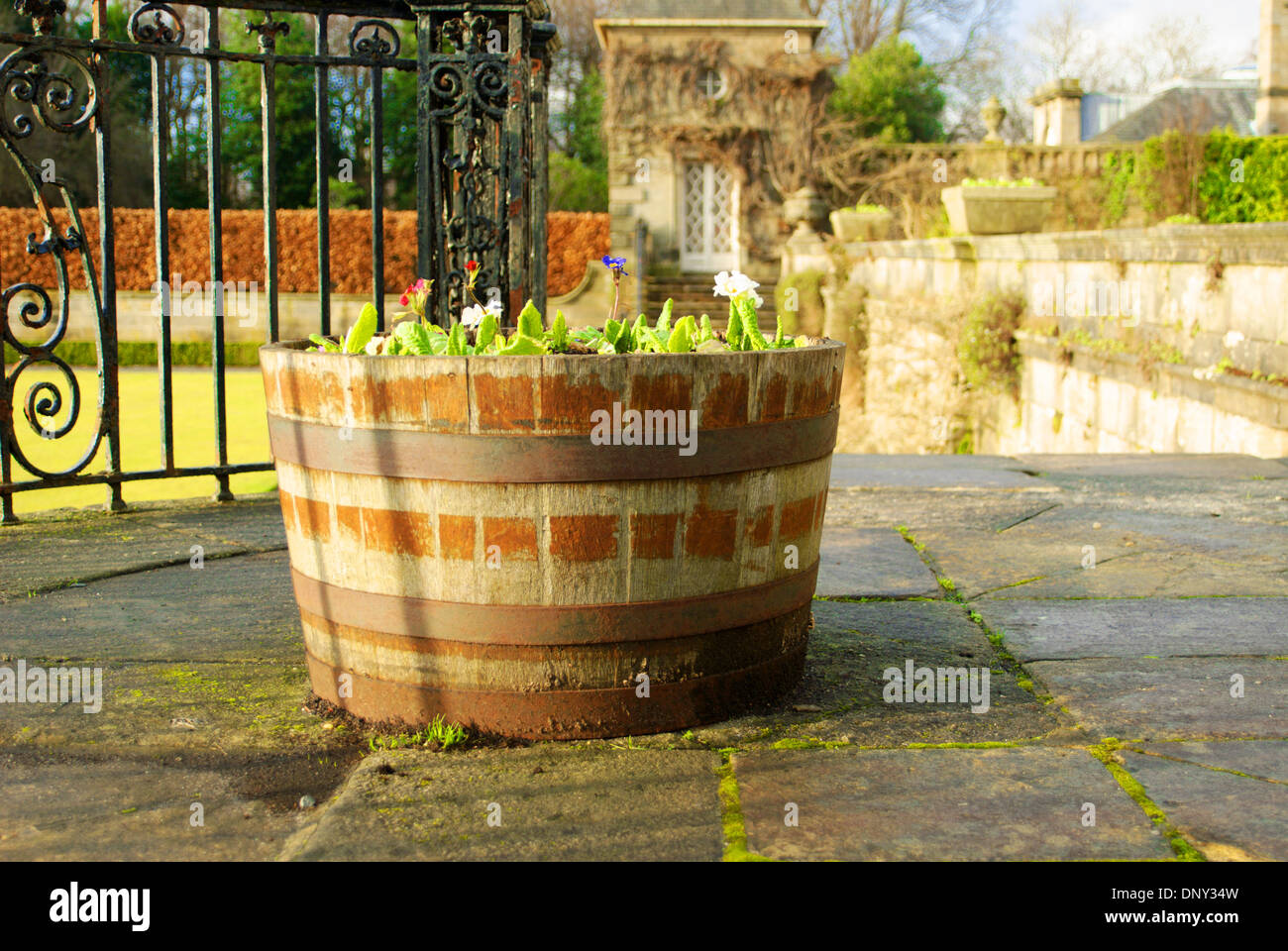 Fiori piantati in una botte di rovere Foto Stock