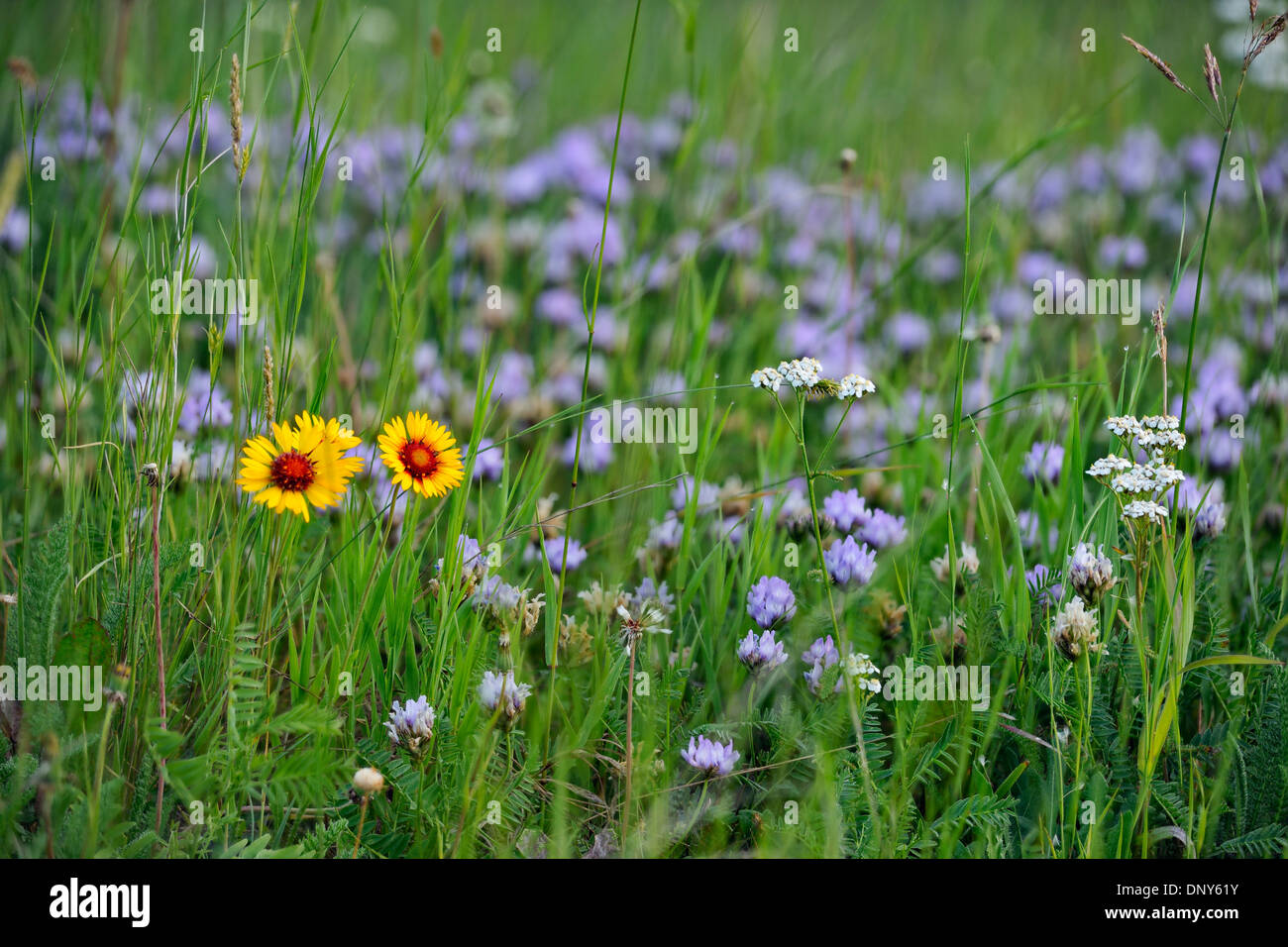 Fiori di campo stradale dotata di Gaillardia e viola per il latte-veccia, Jasper National Park, Alberta, Canada Foto Stock