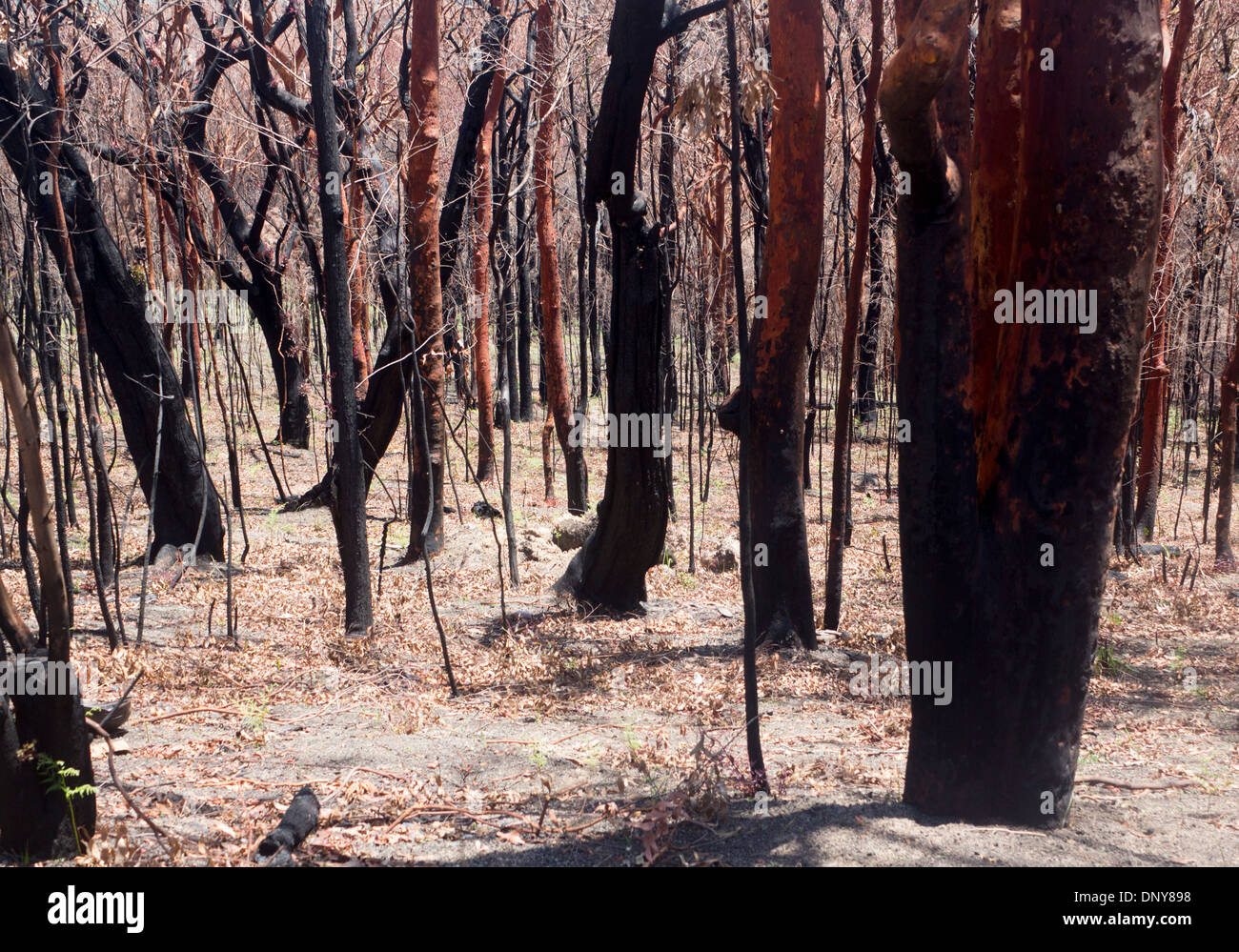 Conseguenze del bushfire (un mese dopo il fuoco) con albero bruciato tronchi nella foresta di eucalipti New South Wales NSW Australia Foto Stock