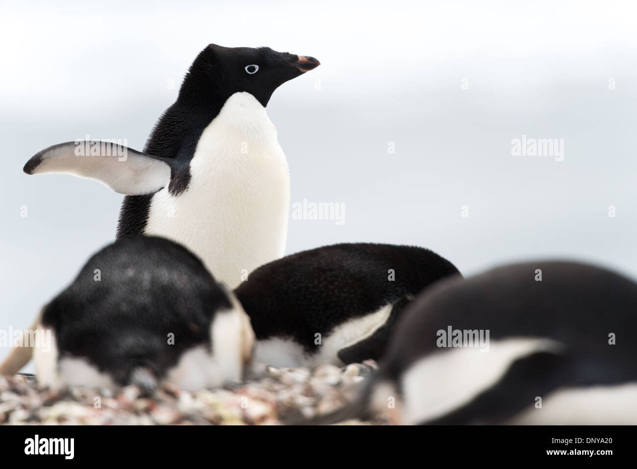 Pinguini di Adelia sulla riva rocciosa dell'isola di Petermann, Antartide | ISOLA DI PETERMANN, Antartide — I pinguini di Adelia (Pygoscelis adeliae) si radunano sulla riva rocciosa, un uccello solleva una pinna mentre altri curano i loro nidi tra i ciottoli. Gli Adelia sono una delle due sole specie di pinguini che si riproducono esclusivamente in Antartide, e l'isola di Petermann ospita una delle colonie più settentrionali della specie sulla penisola, vicino al margine del suo areale riproduttivo. Foto Stock