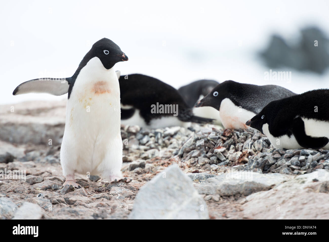 Pinguini di Adelia su riva rocciosa Isola di Petermann Antartide | ISOLA DI PETERMANN, Antartide — I pinguini di Adelia si radunano su una spiaggia lastricata dell'isola di Petermann, alcuni si riposano vicino a nidi di ciottoli. Gli Adelia sono una delle sole due specie di pinguini che si riproducono esclusivamente in Antartide, costruendo cumuli di nidi con piccole pietre che tengono le uova lontane dall'acqua di scioglimento accumulata. La colonia qui è tra le più settentrionali della specie sulla penisola, condividendo l'isola con una delle colonie di pinguini Gentoo più meridionali mai registrate. Foto Stock