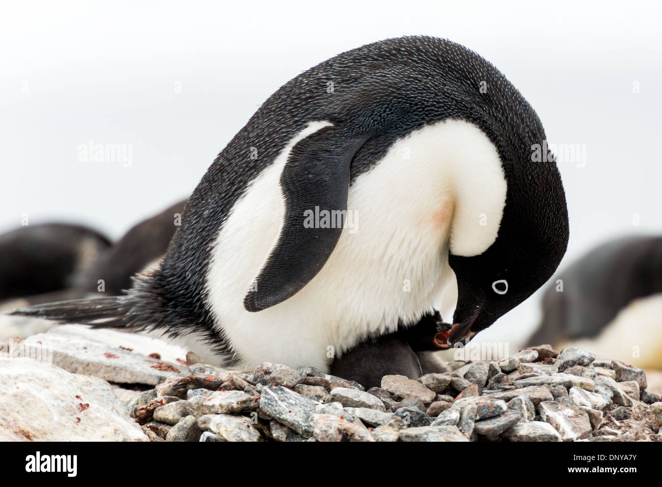 PETERMANN ISLAND, Antartide — un pinguino di Adelie (Pygoscelis adeliae) si erge protestamente sopra il suo pulcino appena schiusa su un nido di roccia sull'isola di Petermann, al largo della costa occidentale della penisola antartica. Questo momento intimo cattura le prime fasi della genitorialità dei pinguini nel duro ambiente antartico. Foto Stock