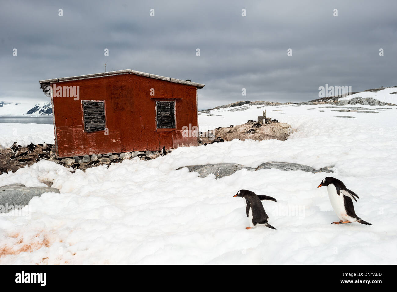 Antartide - due pinguini di Gentoo a piedi passato in rosso di un ricovero di emergenza rifugio sulla riva di Petermann Island sulla penisola antartica. Foto Stock