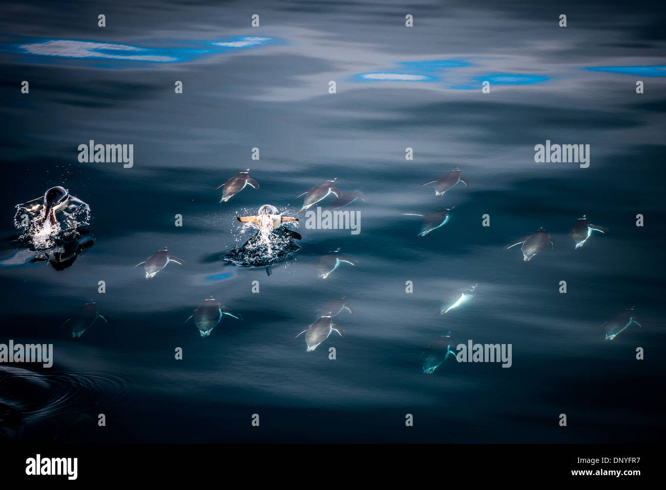 Antartide - pinguini Chinstrap volare appena sotto la superficie dell'acqua nelle calme acque off Anvers Island in Antartide. Di volta in volta che si rompe la superficie prima rapidamente inarcamento indietro sott'acqua. Foto Stock