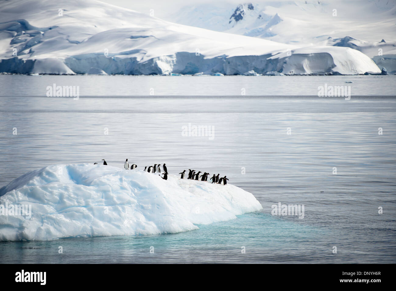 Un gruppo di pinguini Gentoo prendere un giro su un piccolo iceberg in Fournier baia accanto a Anvers Island in Antartide. Foto Stock