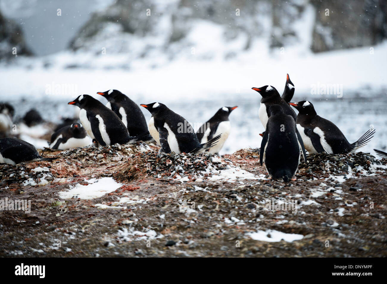 Gentoo Penguins Nesting Livingston Island Antartide // ISOLE SHETLAND MERIDIONALI, Antartide — LIVINGSTON ISLAND, Antartide — Una colonia di pinguini Gentoo (Pygoscelis papua) nidificano su una sezione piatta di spiaggia sull'isola Livingston nelle Isole Shetland meridionali, Antartide. I pinguini hanno scelto questa posizione per la sua vicinanza al mare e per il terreno relativamente pianeggiante, ideale per costruire i loro nidi di ghiaia e allevare i loro pulcini. Foto Stock