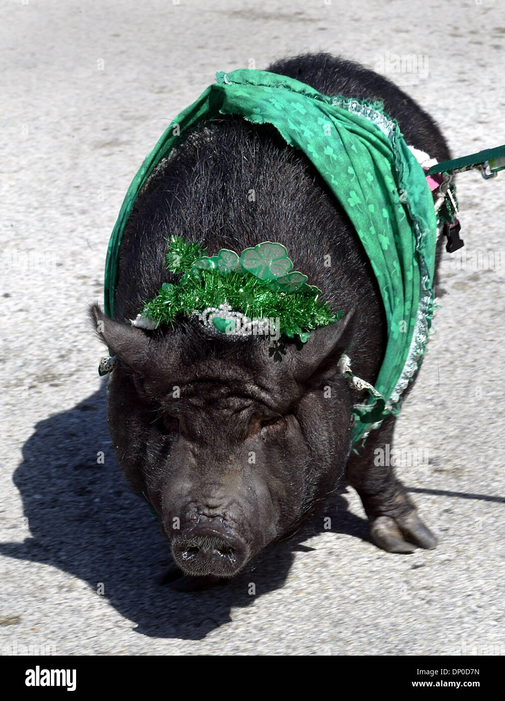 Mar 11, 2006; Delray Beach, FL, Stati Uniti d'America; la Petunia il pot-pancia maiale hanno marciato per il dodicesimo anno, nella 38th annuale di San Patrizio parade, Sabato giù Atlantic Ave. Migliaia di persone rivestite Atlantic Avenue a guardare 3 bande di cornamuse, una banda di ottoni, galleggianti, camion fuoco, Mummers e i festaioli di passaggio. Credito: Foto di Bob Shanley/Palm Beach post/ZUMA premere. (©) Copyright 2006 by Foto Stock