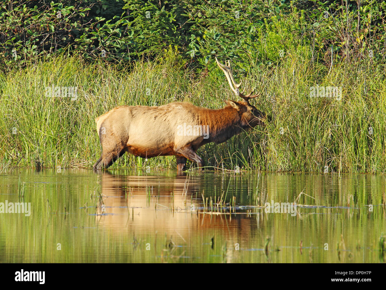 Maschio di Roosevelt elk (Cervus canadensis roosevelti) navigando sulle erbe in Prairie Creek Redwoods State Park, California Foto Stock