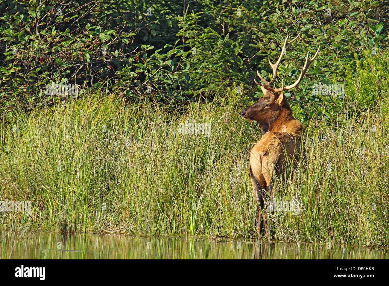 Maschio di Roosevelt elk (Cervus canadensis roosevelti) navigando nei pressi di Fern Canyon nella Prairie Creek Redwoods State Park, California Foto Stock