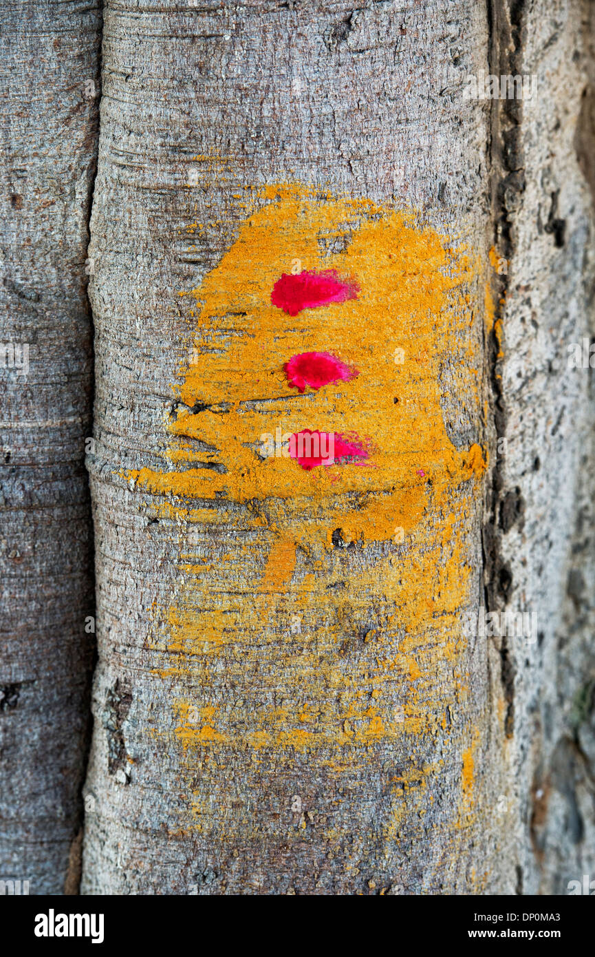 Indian curcuma e kumkum segni su un banyan tree tronco al di fuori di un villaggio rurale tempio indù. Andhra Pradesh, India Foto Stock