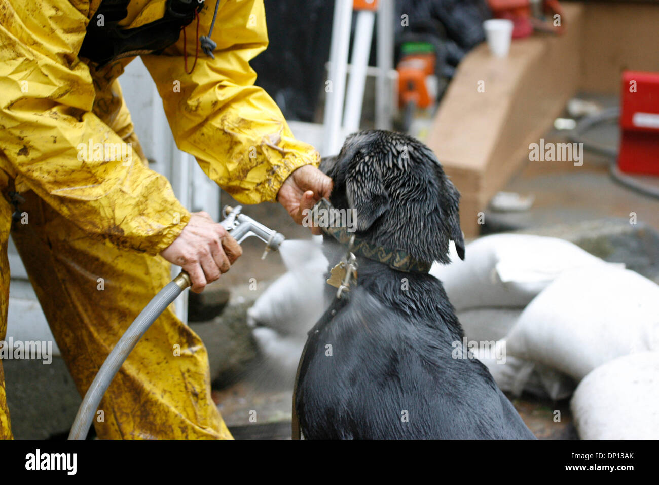 Apr 14, 2006; Mill Valley, CA, Stati Uniti d'America; uno sniffer cane fango ha pulito via lui dopo aver immesso la casa. Nelle prime ore del 12 aprile, 73-anno-vecchio Walter Guthrie era occupato l'eliminazione di un canale sotterraneo sul retro della sua Mill Valley home quando un 14 piedi frana di fango ha travolto lui e riempito il seminterrato e il retro della sua casa. Gli operatori di soccorso combattuto con continuato gli acquazzoni e nuove colate di fango, anche bringi Foto Stock