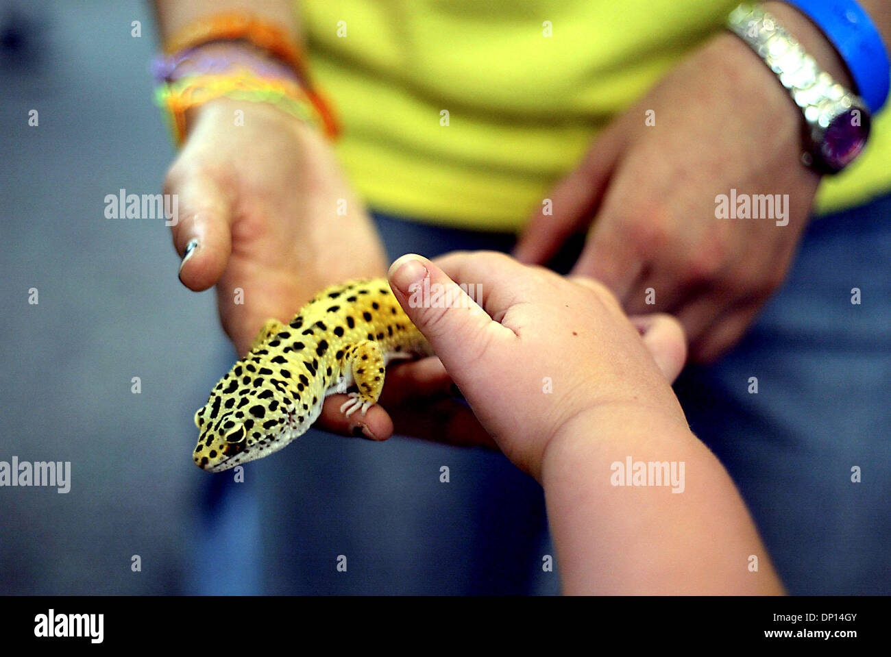 Apr 18, 2006; Stuart, FL, Stati Uniti d'America; volontario Brittany la Bibbia, 15, mostra il suo Gecko, durante un pet nazionale programma della giornata presso la Libreria Blake martedì. Volontari e dipendenti dal Treasure Coast Humane Society ha portato in un maiale, un cane, due cincillà, un geco e una cavia per insegnare ai bambini circa la quantità di cura è necessario per tenere animali domestici. Credito: Foto di Meghan McCar Foto Stock