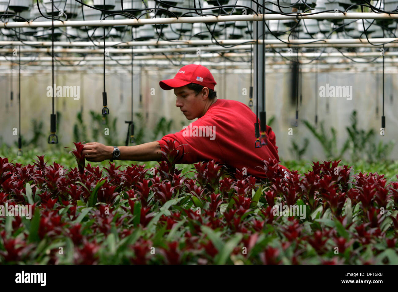 Apr 21, 2006; Fallbrook, CA, Stati Uniti d'America; Israele ISLAS MURILLO rivestimenti le punte di una varietà di Guzmania Bromeliad, chiamato 'Rosso Anton', per prepararli per la spedizione da Olive Hill serre in Fallbrook. La società è un grande produttore di bromeliacee, orchidee e piante da interni. Credito: Foto di Laura Embry/SDU-T /ZUMA premere. (©) Copyright 2006 by SDU-T Foto Stock
