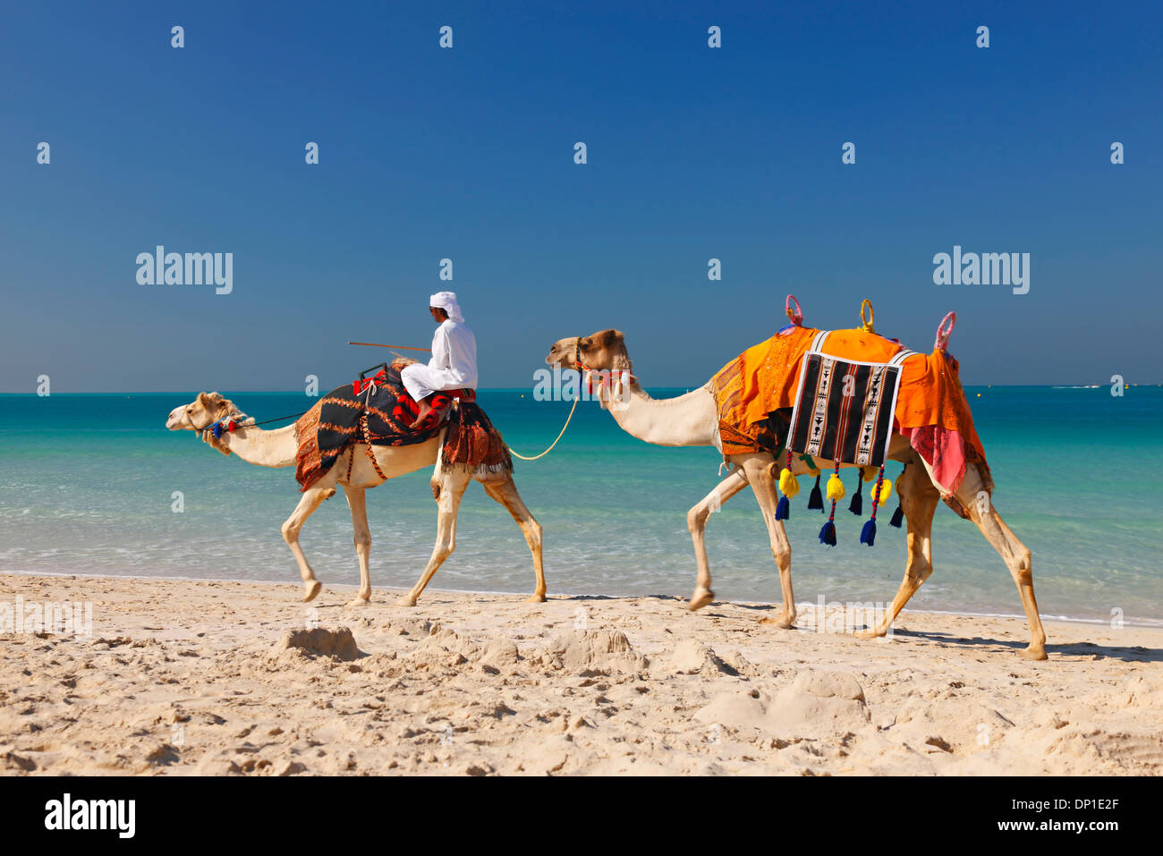 Dubai, cammello sulla spiaggia di Jumeirah Foto Stock