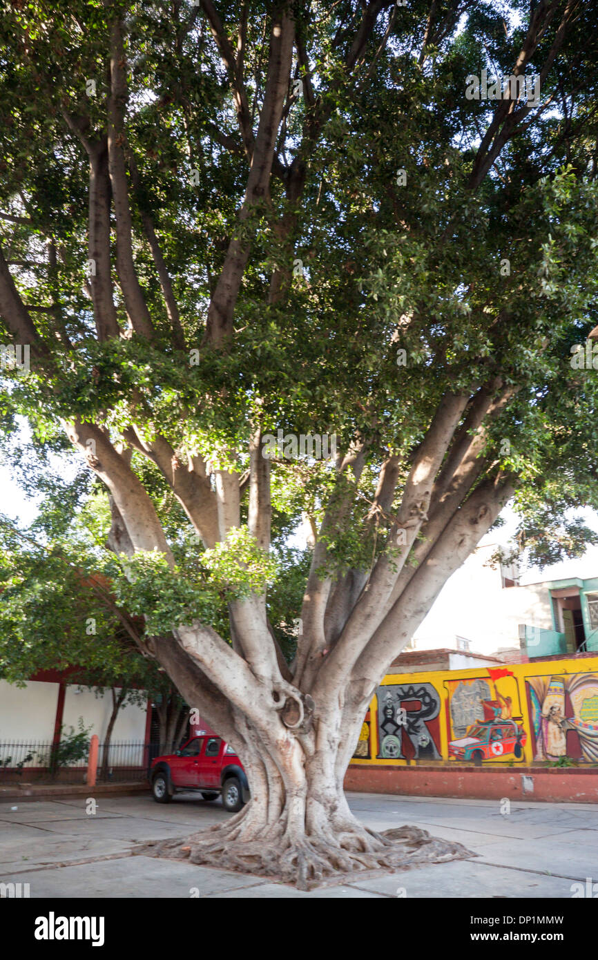 Gigantesco albero tronco più grande albero chiamato Tule. Santa Maria del tule, Oaxaca. Messico Foto Stock