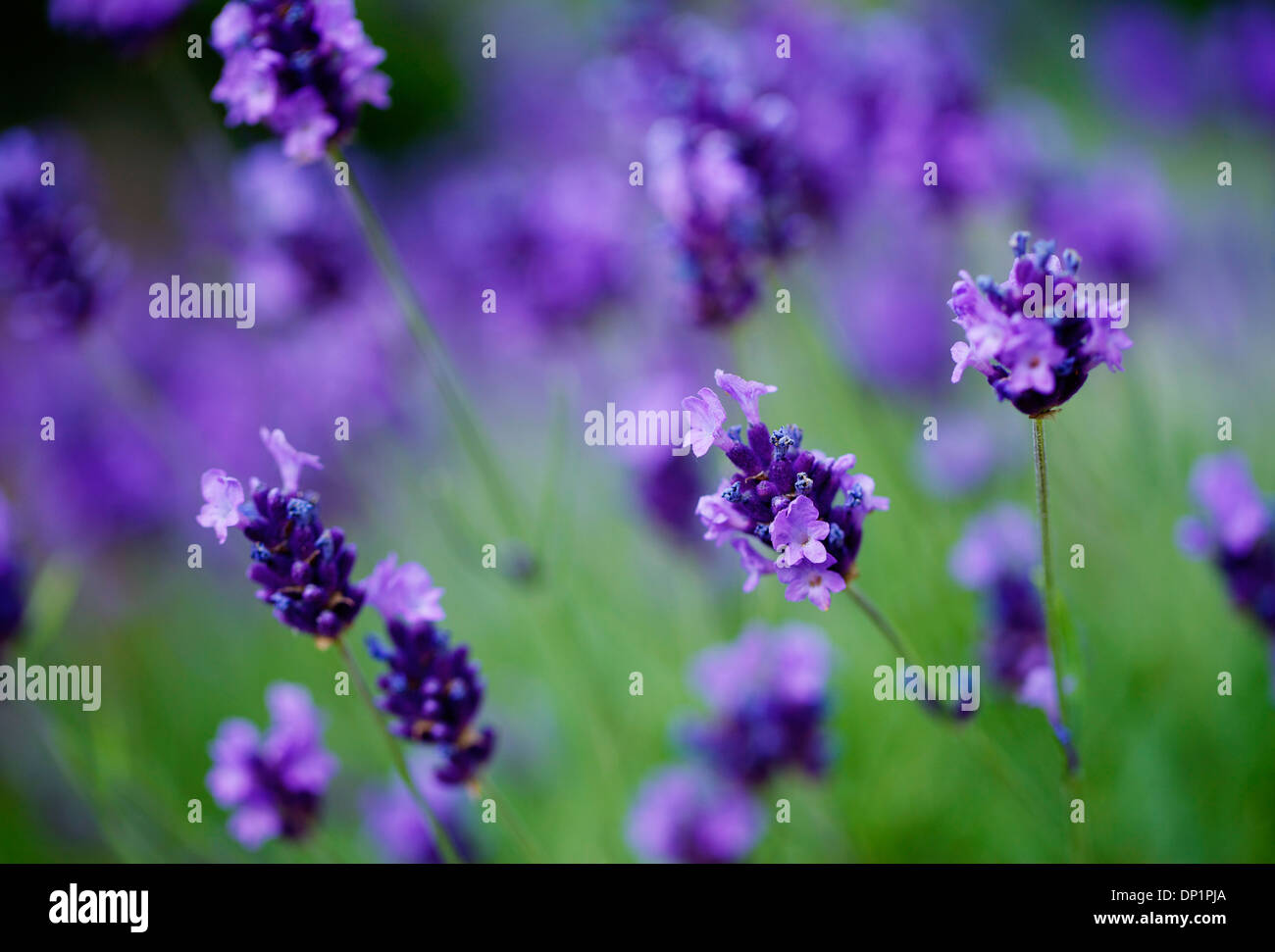 Un primo piano di fiori di lavanda. Foto Stock