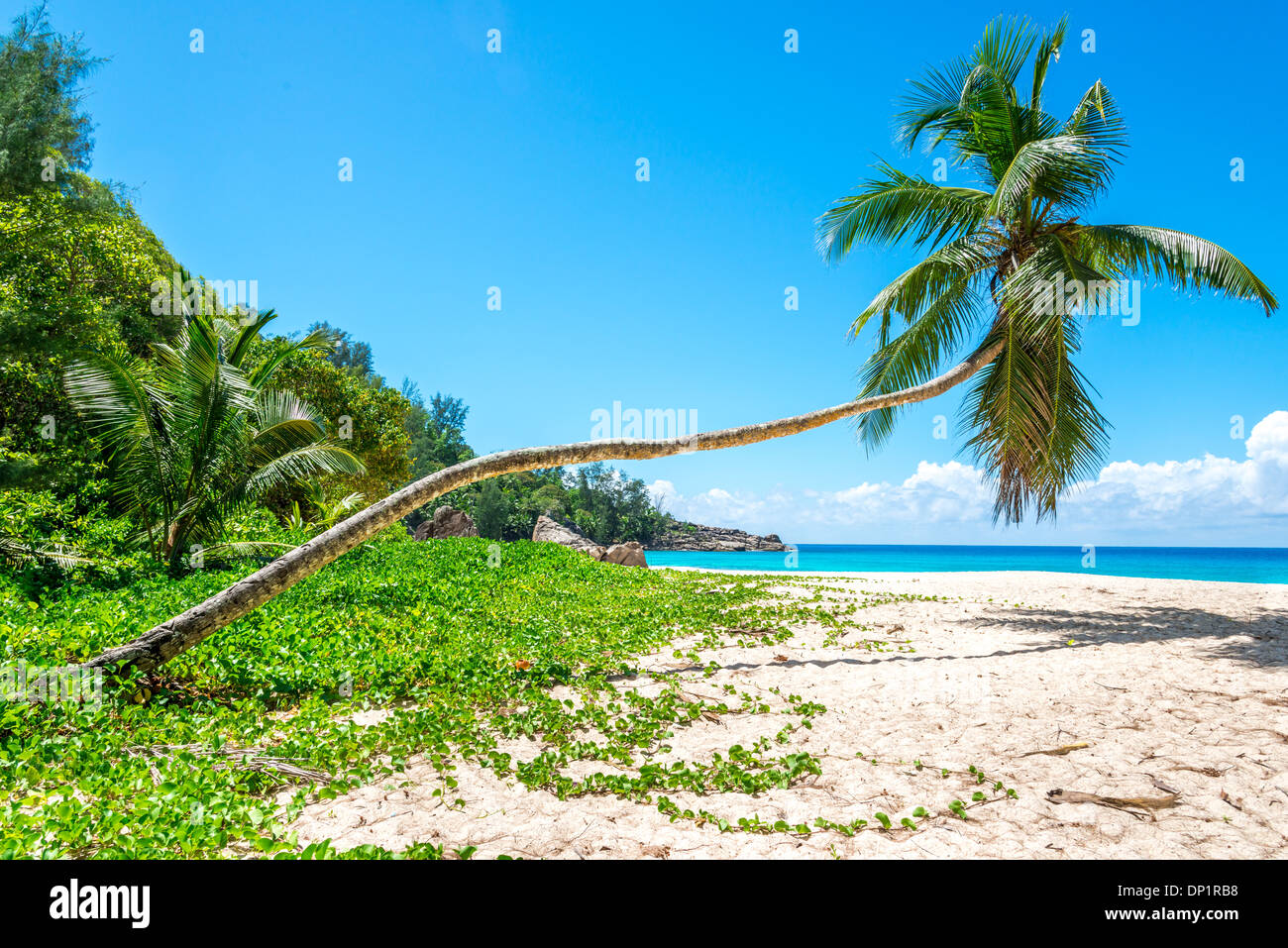 Spiaggia tropicale con foglie di palmo Foto Stock