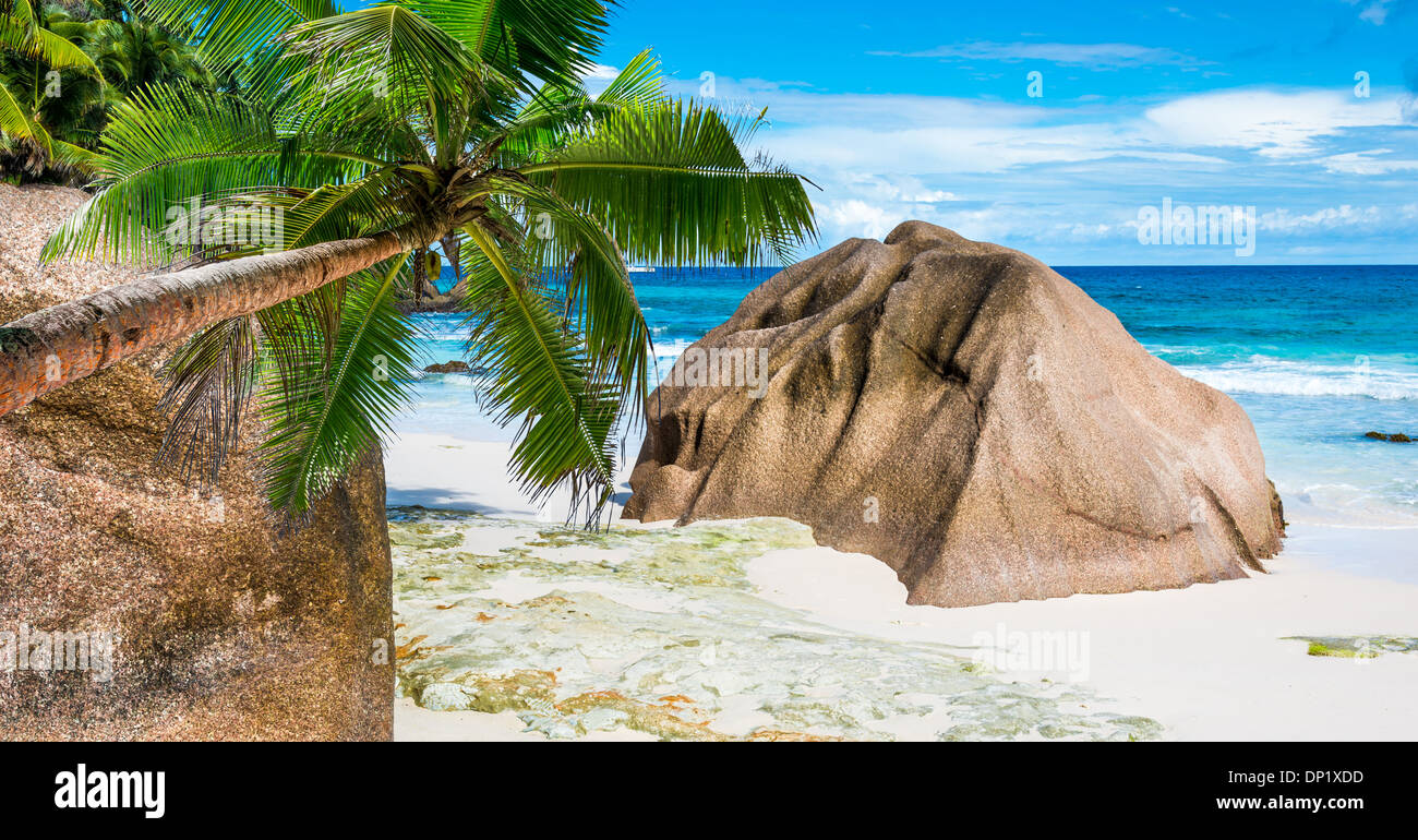Spiaggia tropicale con foglie di palmo Foto Stock