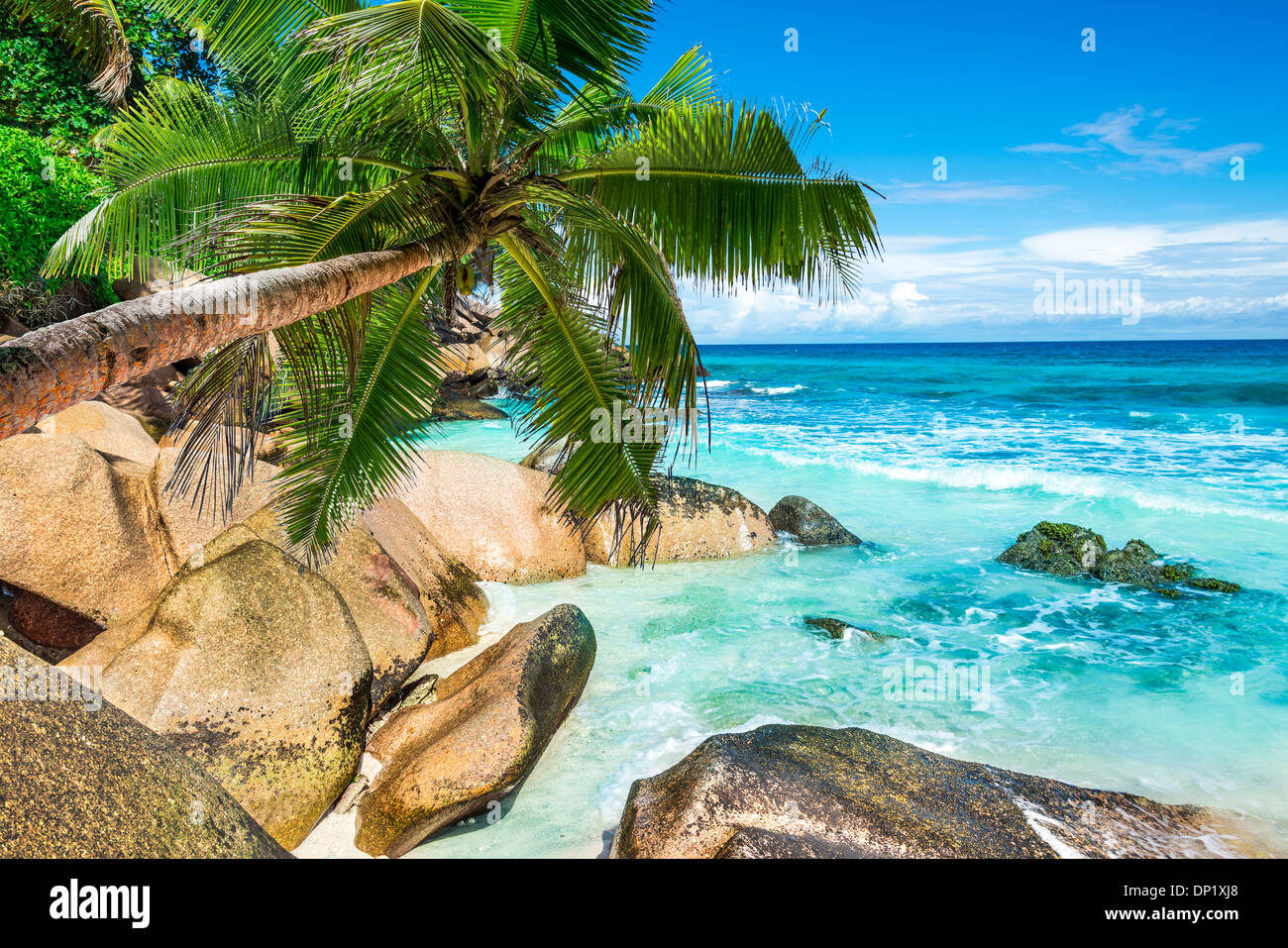 Spiaggia tropicale con foglie di palmo Foto Stock