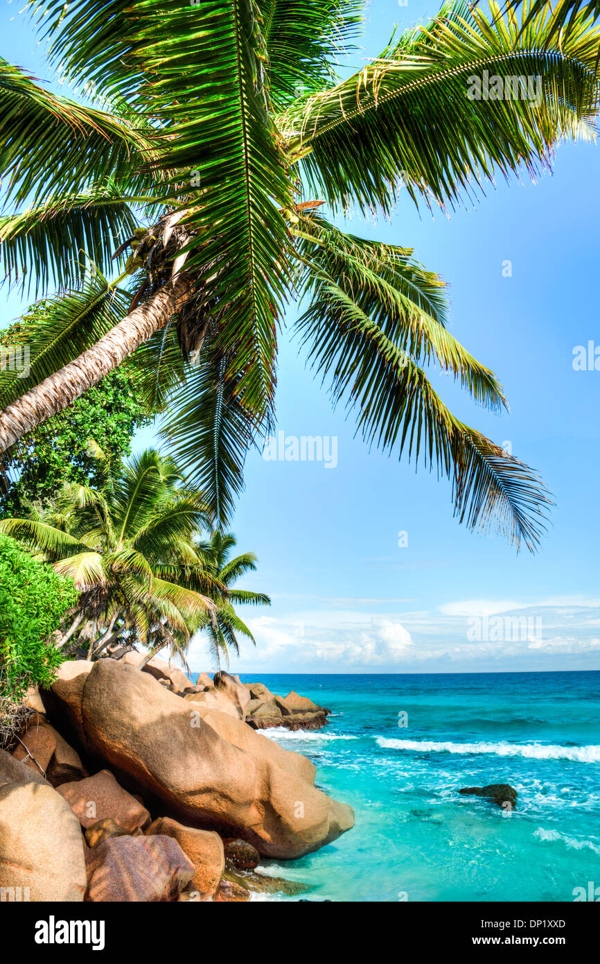 Spiaggia tropicale con foglie di palmo Foto Stock