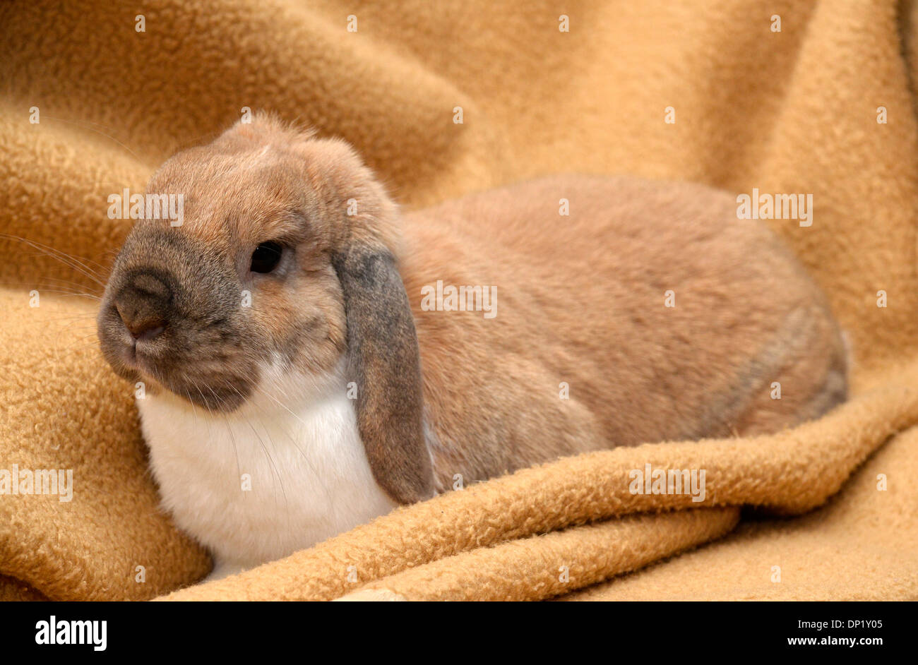 Lop dalle orecchie di coniglio nano, Lop seduta su una coperta Foto Stock