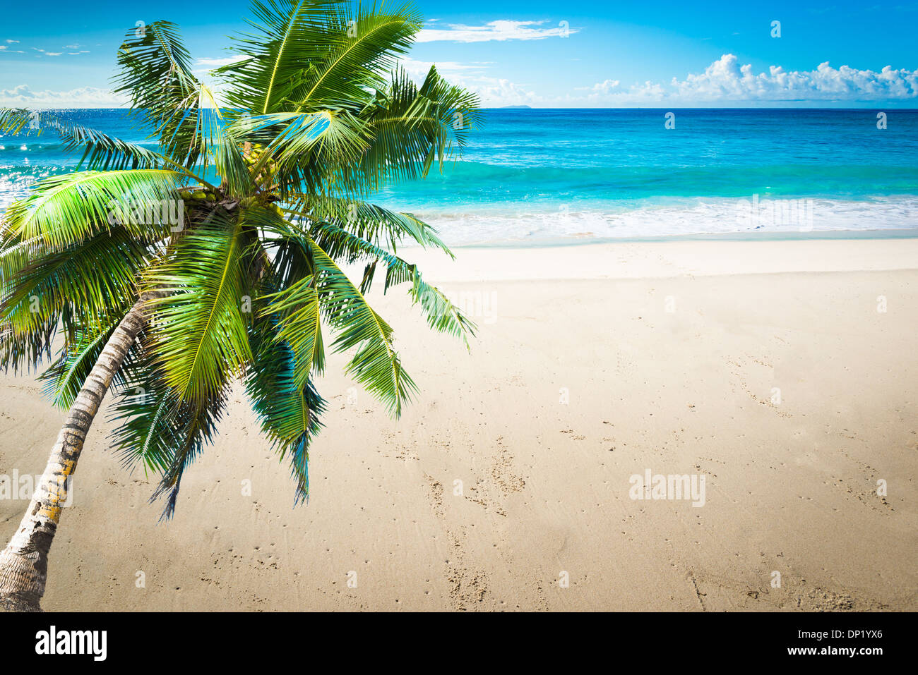 Spiaggia tropicale con foglie di palmo Foto Stock