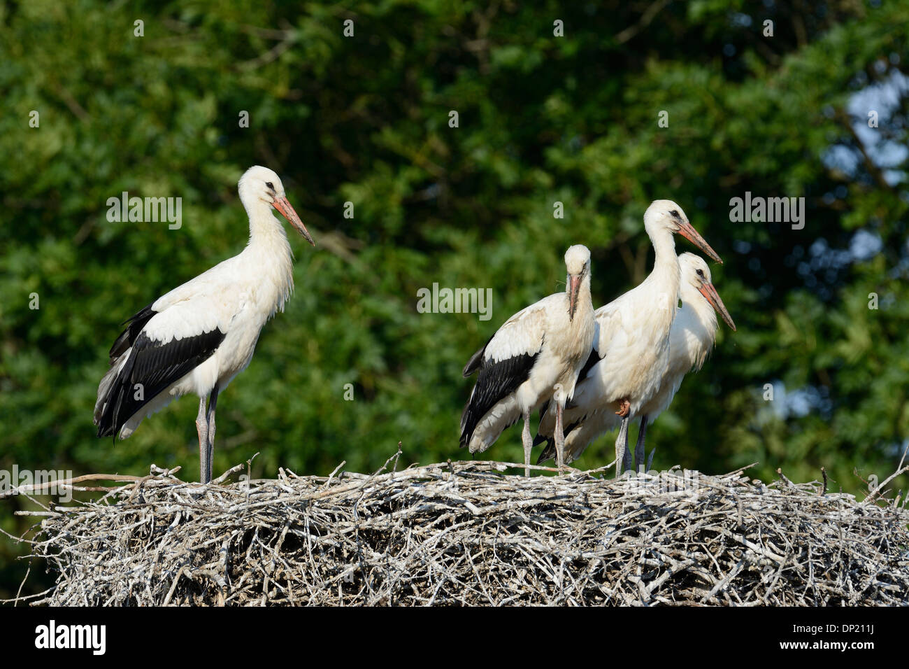 Cicogna bianca (Ciconia ciconia), uccelli giovani su un nido, Germania Foto Stock